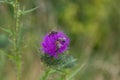 Green Thistle Of A Purple Flowering And Pollinating Bee With A Blurred Background
