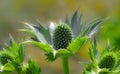 Green thistles