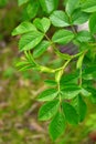 Green thorn leaves close-up.