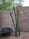 Green Thornless Stacks of Night blooming Cereus Royalty Free Stock Photo