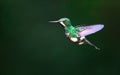 Green thorntail Discosura conversii, adult female