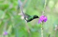 Green Thorntail Discosura conversii feeding on a flower