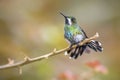 Green Thorntail - Discosura conversii