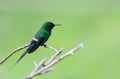 Green Thorntail Discosura conversii