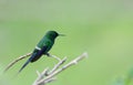 Green Thorntail Discosura conversii