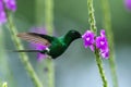 Green thorntail hovering next to violet flower, bird from mountain tropical forest, Costa Rica, tiny beautiful hummingbird