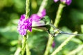 Green thorntail hovering next to violet flower, bird from mountain tropical forest, Costa Rica, tiny beautiful hummingbird Royalty Free Stock Photo