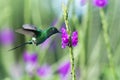 Green Thorntail, hovering next to violet flower in garden, bird from mountain tropical forest, Costa Rica, hummingbird