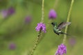 Green Thorntail, hovering next to violet flower in garden, bird from mountain tropical forest, Costa Rica, natural habitat Royalty Free Stock Photo