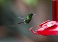 Green Thorntail Hummingbird