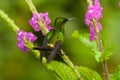 Green Thorntail perched on verbena flowers