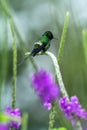 Green thorntail sitting on flower, bird from mountain tropical forest, Costa Rica, bird perching on branch Royalty Free Stock Photo