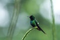 Green thorntail sitting on flower, bird from mountain tropical forest, Costa Rica, bird perching on branch, tiny beautiful humming