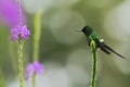 Green Thorntail, sitting on flower in garden, bird from mountain tropical forest, Costa Rica,natural habitat,beautiful hummingbird Royalty Free Stock Photo