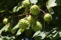 Green thorny chestnuts on a tree among green leaves