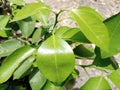 green, thorny grapefruit plants