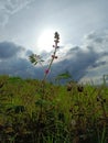 Green Thorny grass