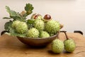 Green and thorny horse chestnut fruits in interior.