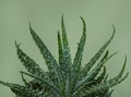 Green thorny leaves of aloe humilis on monochrome on a green background.