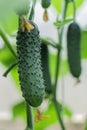 Green thorny pimpled cucumber grow on branches among the leaves in greenhouse, harvest