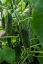 green thorny pimpled cucumbers grow on branches among the leaves in greenhouse