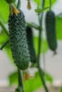 Green thorny pimpled cucumbers grow on branches among leaves in greenhouse, harvest