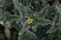 Green thorny plant with small yellow flowers