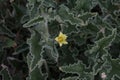 Green thorny plant with small yellow flowers