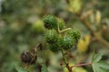 Green thorny strobile