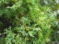 Green thread cypress is a close-up. texture with a green background Royalty Free Stock Photo