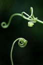 green threaded plant shoots Royalty Free Stock Photo