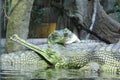 Green three alligators relaxing