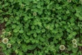 Green three leaf clover