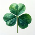 Green Three Leaf Shamrock on White Background Studio Shot Royalty Free Stock Photo