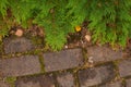 Green Thuja alley. And road in autumn top view