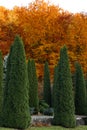 Green thuja on the background of a yellow autumn forest Royalty Free Stock Photo