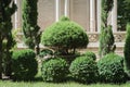 Green thuja and boxwood topiary bushes Royalty Free Stock Photo