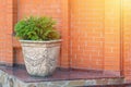 Green thuja brabant, thuya occidentalis in clay pot on brick wall background. Beautiful green conifer tree in big decorative pot