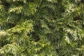 Green thuja branches closeup, background or texture Royalty Free Stock Photo