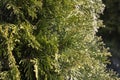 Green thuja branches closeup, background or texture Royalty Free Stock Photo