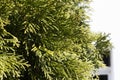 Green thuja branches closeup, background or texture Royalty Free Stock Photo