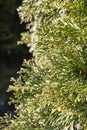 Green thuja branches closeup, background or texture Royalty Free Stock Photo