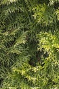 Green thuja branches closeup, background or texture Royalty Free Stock Photo