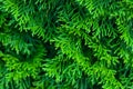 Green thuja branches closeup