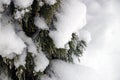 Green thuja branches covered white crystal snow