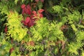 Green thuja branches and red leaves of maiden grapes