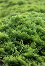 Green thuja bush Royalty Free Stock Photo