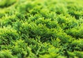 Green thuja bush