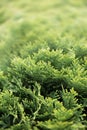Green thuja bush Royalty Free Stock Photo