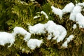 Green Thuja Coniferous tree Cupressaceae arborvitaes cedar close up branches covered with snow in the winter season close up nat Royalty Free Stock Photo